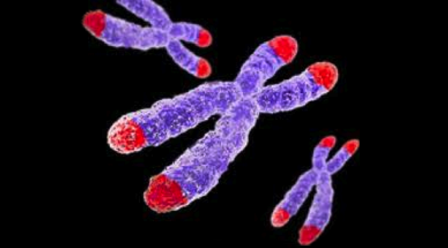 telomeres